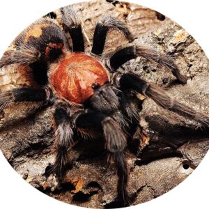 Davus pentaloris female 2bcm