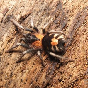 Cyriocosmus elegans 1fh x10