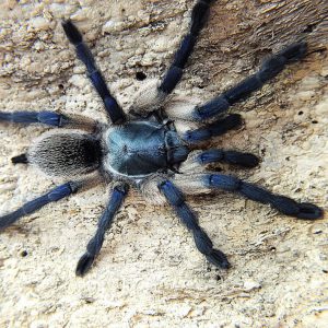 Monocentropus balfouri 5-6FH