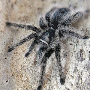 Tliltocatl albopilosus nicaragua l3/4