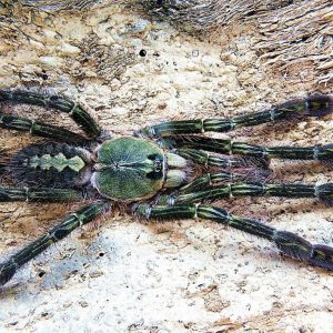 Poecilotheria rufilata 1/2fh