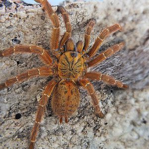 Pterinochilus murinus usambara Female 3.5-4BCM