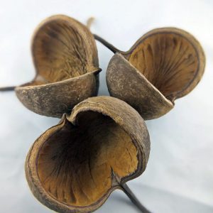 Natural shell 10-12cm