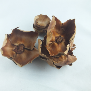 Kwiat Palmy naturalny