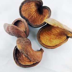 Natural shell 10-13cm 1 pcs