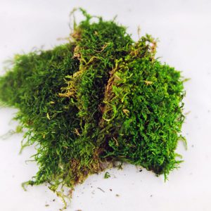 Natural moss 5-8g about 10cm
