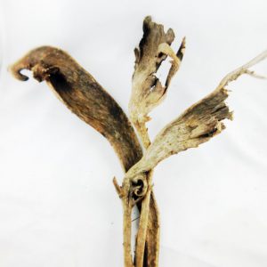 Nastraj naturalny (Rogi Łosia)