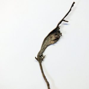 moose horns 45-60cm
