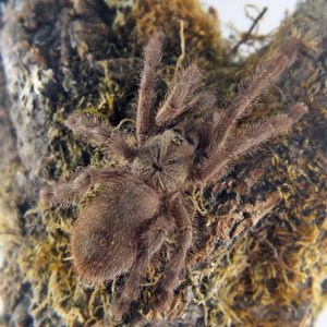Caribena Laeta L1/2