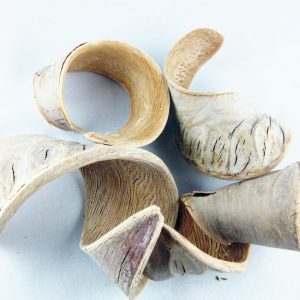 Łupiny Ucho Słonia bielone