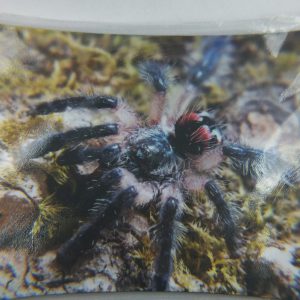 Mouse pad with a photo of the pattern 1