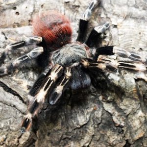 Nhandu Chromatus female 2bcm (5cm)