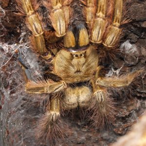 Stromatopelma calceatum 3fh