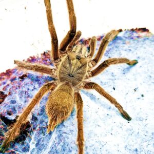 Chilobrachys sp. uthai thani Orange L2
