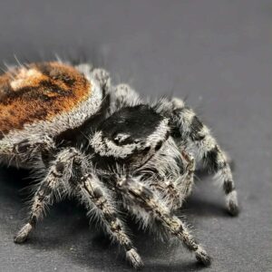 Phidippus tyrell 2-3FH
