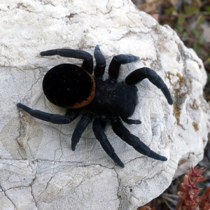 Eresus ruficapillus 3.FH