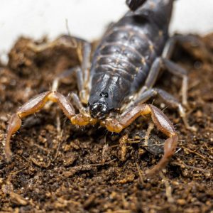 Janalychas tricarinatus 2/3FH (0.5cm)