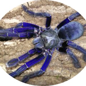 Omothymus violaceopes Female 1.8-2cm body
