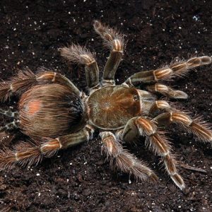 Pamphobeteus sp. machalla Samica 4dc