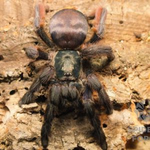 Tapinauchenius plumipes(ex.violaceus) female 2cm body