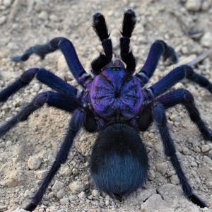 Phormictopus sp. dominican purple 2/3fh