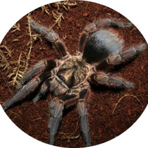 Phormictopus auratus 4-5fh