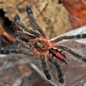Ybyrapora diversipes L1/2