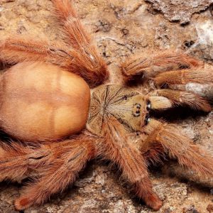 Pseudoclamoris gigas Male 2 dc