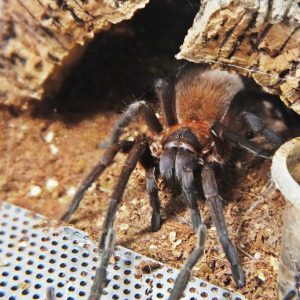 Citharacanthus cyaneus L1