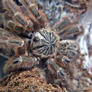 Pterinochilus murinus TCF female 2cm body