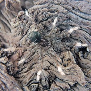 Theraphosa apophysis 2-2.5dc samica