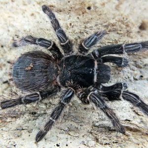 Lasiodora Parahybana l5