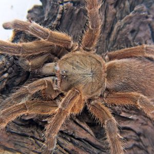 Chilobrachys huahini Female 2cm body