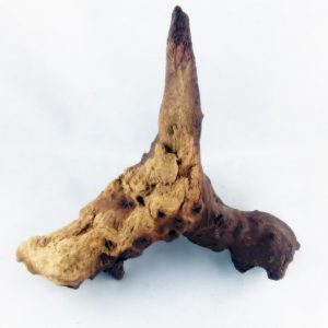 Mopani root S