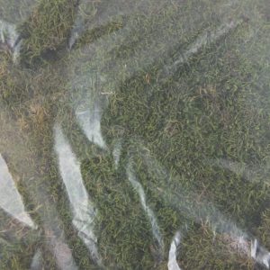 bag of moss about 90-100g