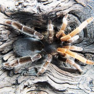 Lyrognathus giannisposatoi female 2cm body
