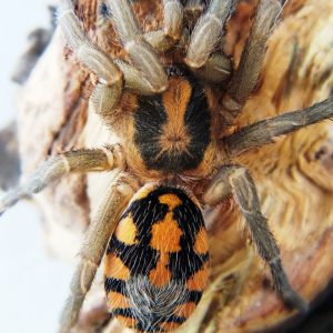 Hapalopus formosus female 1.5bcm