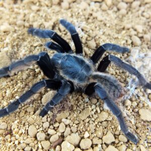 Ornithoctonus auerotibialis L1-2