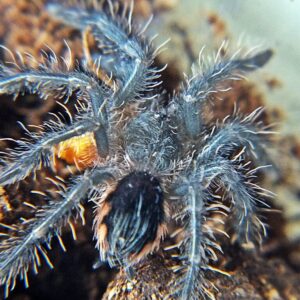 Pamphobeteus sp Nevado (columbia) F1 FH1/2