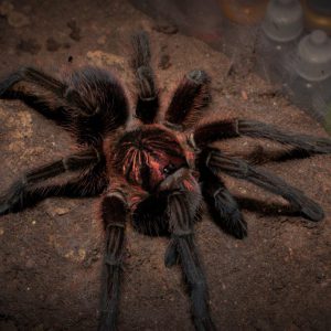 Phormictopus atrichomatus 2fh