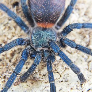 Dolichothele diamantinensis L1/2