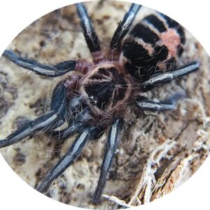 Cyriocosmus leetzi 1fh