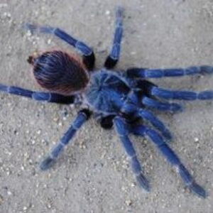 Pterinopelma sazimai 3FH