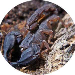 Chaerilus sp. "Java L2/3