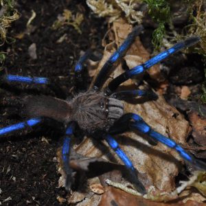 Birupes simoroxigorum 2fh