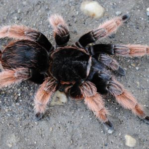 Brachypelma klaasi female 2.5cm body