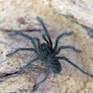 Theraphosa blondi 2bcm