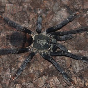 Pseudoclamoris burgessi L1/2