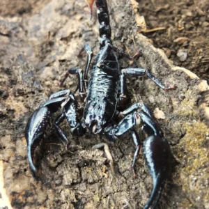 Heterometrus spinifer (subadult)