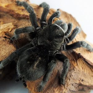 Grammostola pulchra 1fh